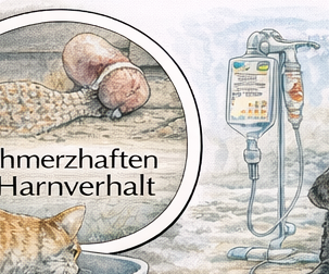 Harnverhalt beim Kater