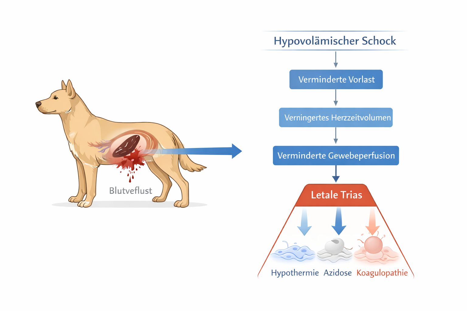 Hypovol&auml;mischer Schock beim Hund &ndash; Lehrgrafik